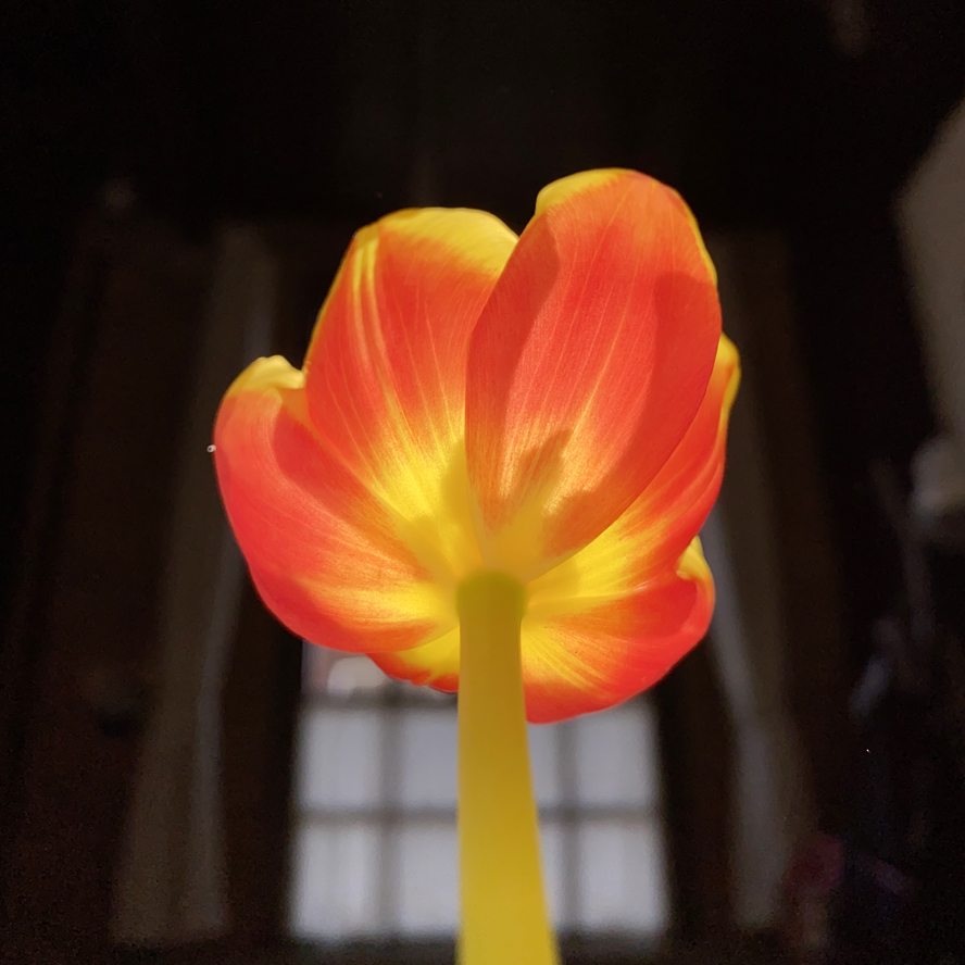 Wisdom is found - tulip in sun light