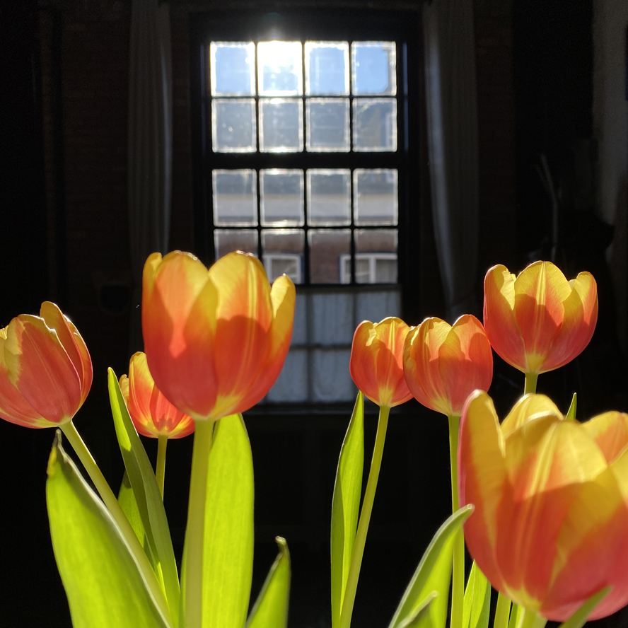 Tulips of wisdom, light and love